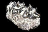 Oreodont (Merycoidodon) Jaw Section - South Dakota #128137-1